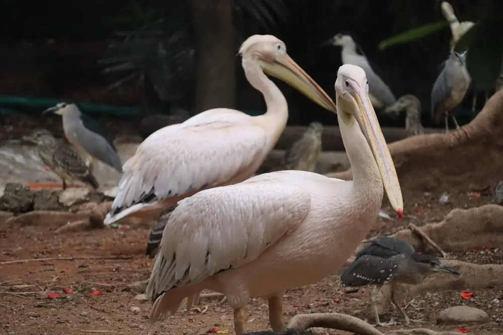 Pelicans at the park